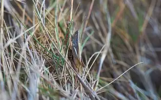 Euchorthippus chopardi