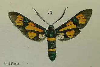 Euchromia horsfieldi