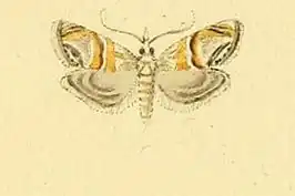 Euchromius bella