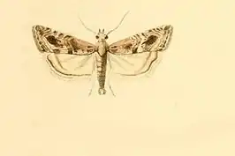 Euchromius cambridgei