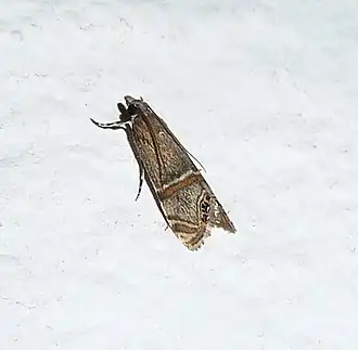 Euchromius vinculellus