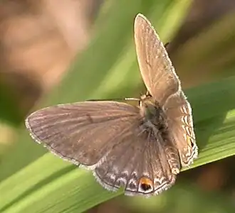 Euchrysops malathana