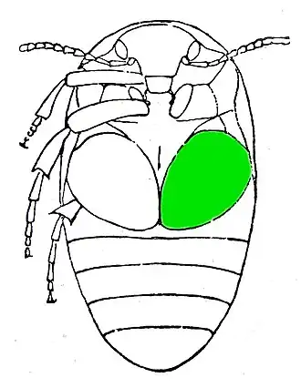 Eucinetus haemorrhoidalis