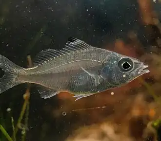 Eucinostomus melanopterus