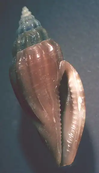 Eucithara antillarum