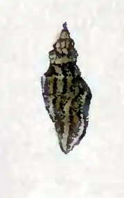 Eucithara cinnamomea