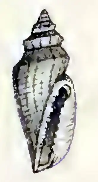 Eucithara crystallina