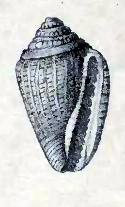 Eucithara dubiosa
