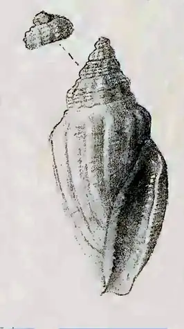 Eucithara duplaris