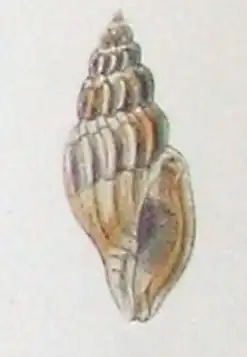 Eucithara funebris