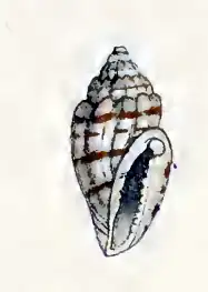 Eucithara harpellina
