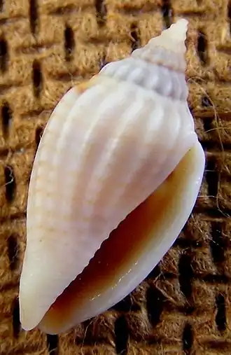 Eucithara marginelloides