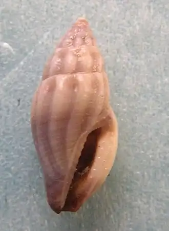 Eucithara obesa