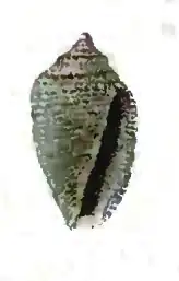 Eucithara souverbiei