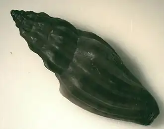 Eucithara stromboides