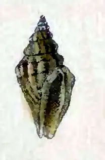 Eucithara trivittata