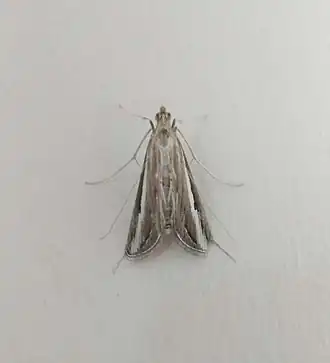 Euclasta splendidalis