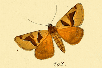 Euclidia munita