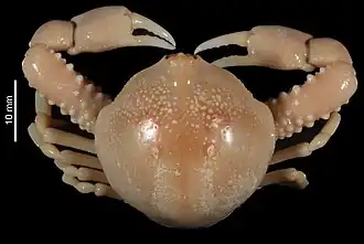 Euclosiana exquisita