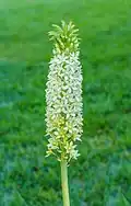 Eucomis pole-evansii