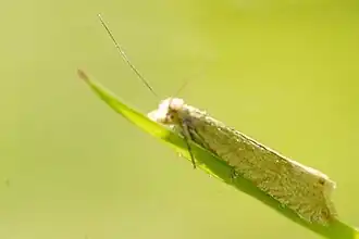 Tweekleurig knoopvlekje