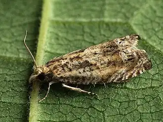 Guldenroedeknoopvlekje