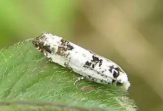 Eucosma