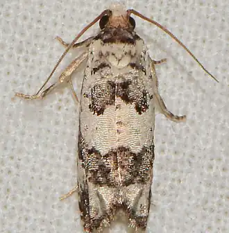 Eucosma matutina