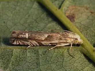 Eucosma paetulana
