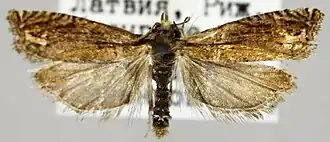 Eucosma scorzonerana
