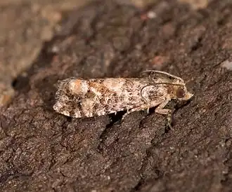 Eucosma tocullionana