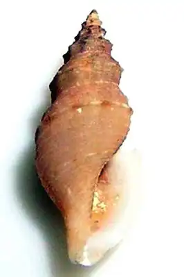 Eucyclotoma stegeri