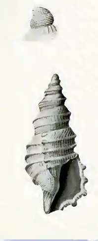 Eucyclotoma tricarinata