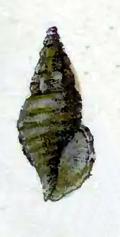Eucyclotoma trivaricosa