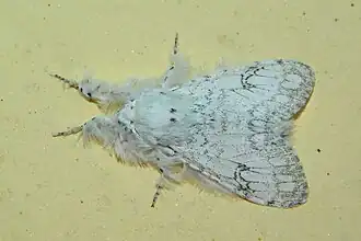 Eudasychira georgiana