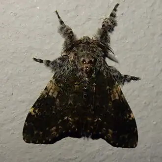 Eudasychira proleprota