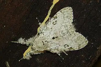 Eudasychira quinquepunctata