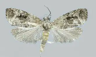 Schaduwfruitbladroller