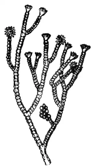 Eudendrium annulatum