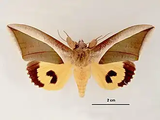 Eudocima salaminia