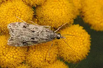 Eudonia truncicolella