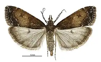 Eudonia asterisca