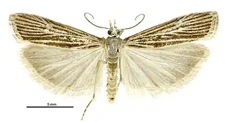Eudonia atmogramma