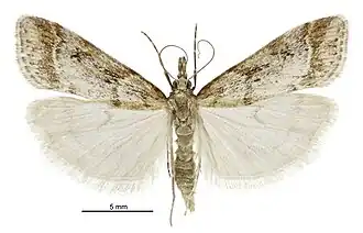 Eudonia chalara