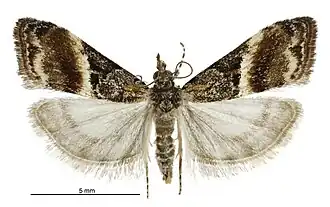 Eudonia chlamydota