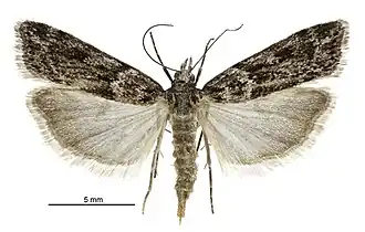 Eudonia cyptastis
