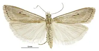 Eudonia deltophora