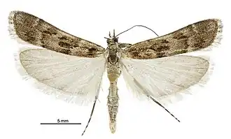 Eudonia gyrotoma