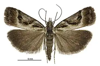 Eudonia hemicycla