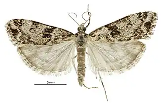Eudonia locularis